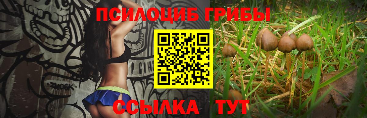 Тайшет  где купить наркоту  Вход с VPN  Псилоцибиновые грибы прущие грибы 